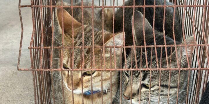gatos 1