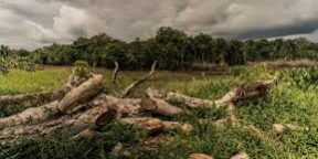 afectacion forestal