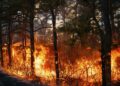 Gobierno de Puebla liquida 85 incendios forestales en esta temporada