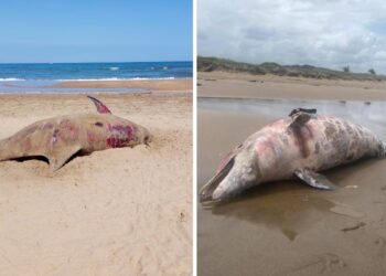 Confirman muerte de delfín en Veracruz tras derrame; contradice versión oficial