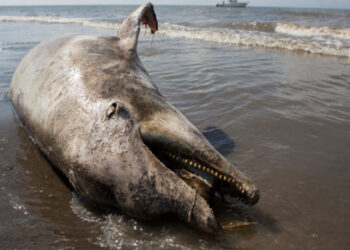 Claudia Sheinbaum cuestiona a Greenpeace por supuesto derrame en el Golfo de México
