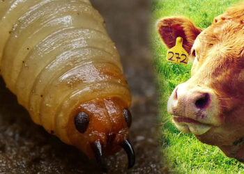 Secretaría de Salud refuerza cerco sanitario por caso de gusano barrenador en Vicente Guerrero mismo que afectó a dos personas 