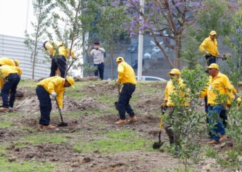 Gobierno del estado y grupos ambientalistas siembran 147 especies nativas en torno al CIS