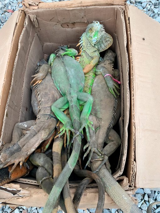 Profepa denuncia saqueo de 192 iguanas en Oaxaca; responsables enfrentarían hasta 9 años de prisión