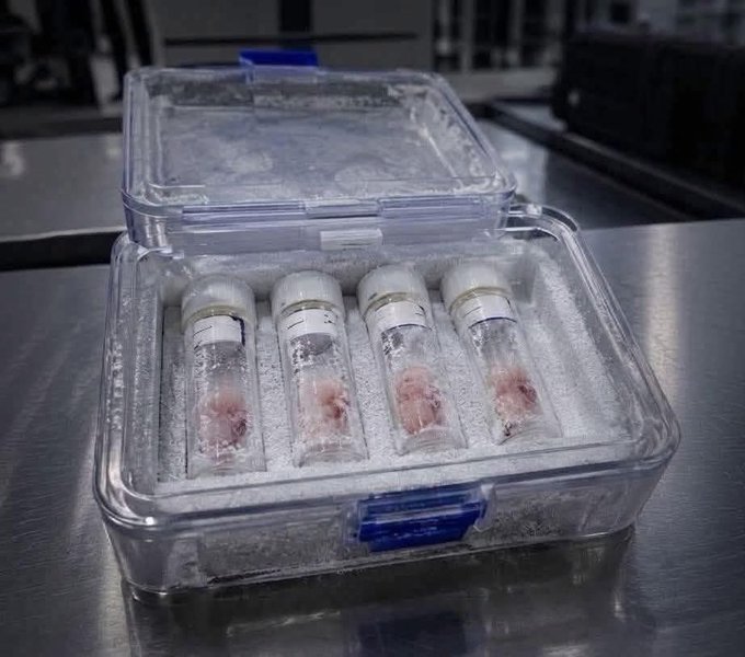 Israelí detenido rumbo a México con embriones humanos: investigan posible red internacional de tráfico genético