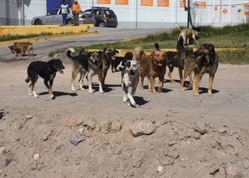 Jauría de perros ataca a menor en mercado de Amozoc; exigen acción de autoridades