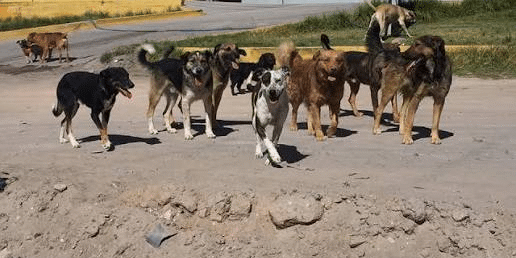 jauria perros.jpg