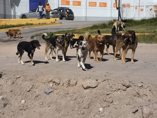 Jauría de perros ataca a menor en mercado de Amozoc; exigen acción de autoridades
