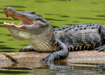 “Baltazar”, el supuesto cocodrilo que causa expectación en la laguna de San Baltazar