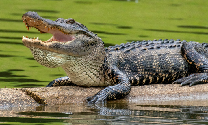 “Baltazar”, el supuesto cocodrilo que causa expectación en la laguna de San Baltazar